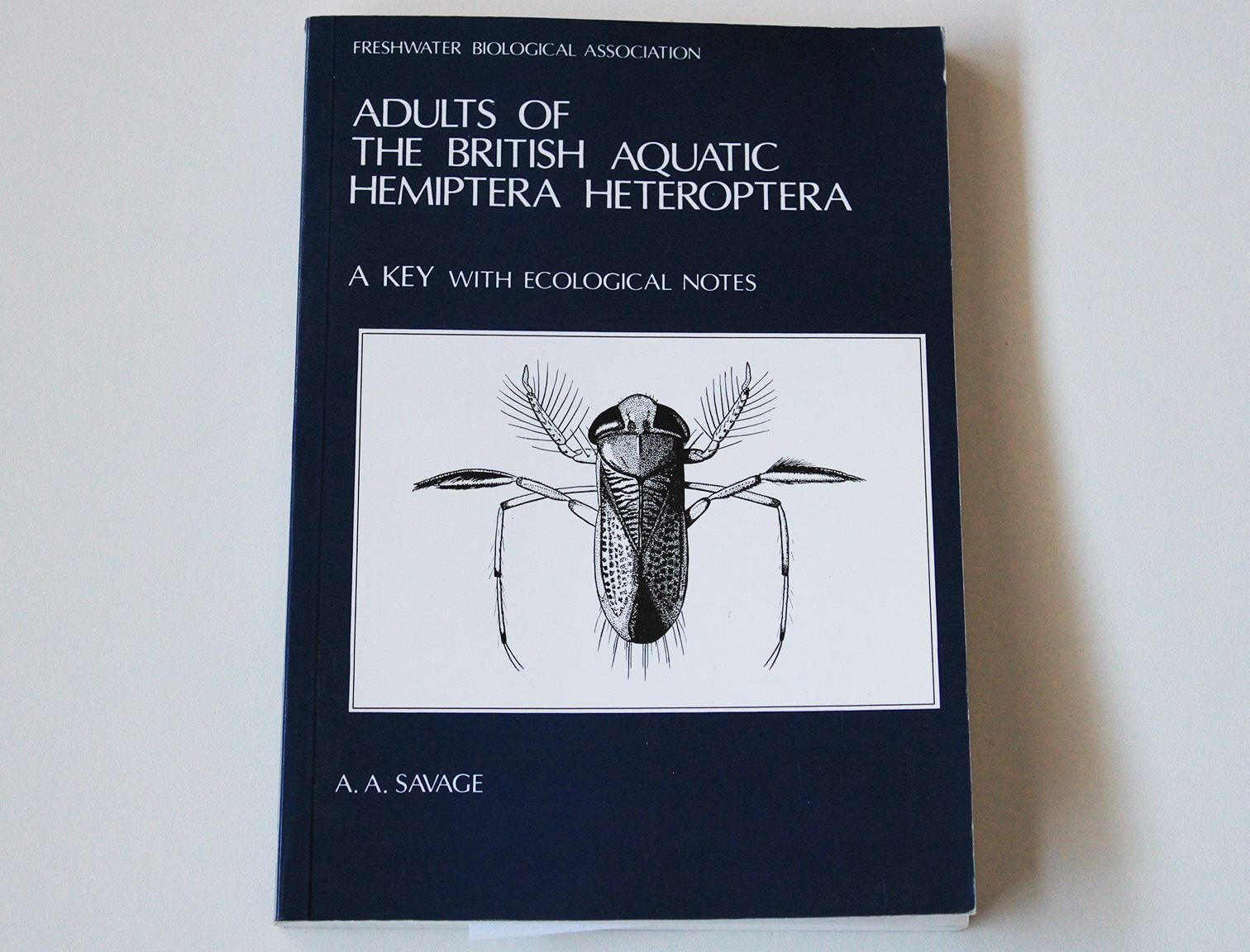 aquatic hemiptera heteroptera